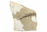 Conifer Needle (Sequoia) Fossil - McAbee, BC #274187-1